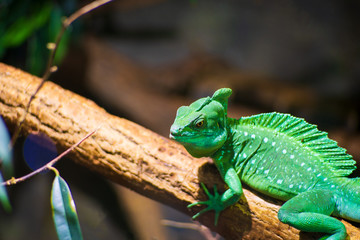 Laguan posing on a branch
