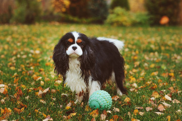 happy cavalier king charles spaniel dog playing with toy ball in autumn garden