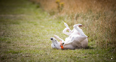 The Whippet