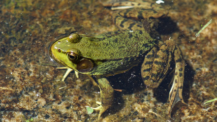 grenouille