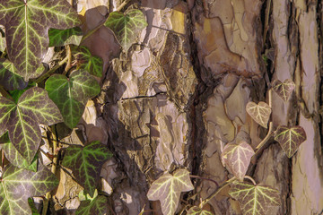 Old tree texture and pattern background covered in gray ivy for design