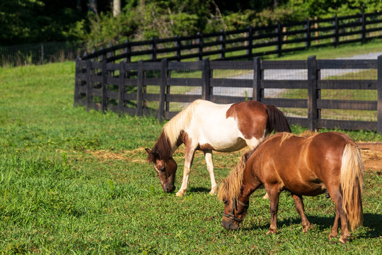 Two Miniature Horses Grazing On The Farm Inside The Black Fence.