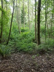 nature of the pacific northwest