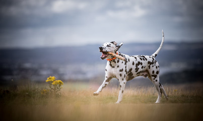 The Dalmatian