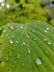 nature of the pacific northwest