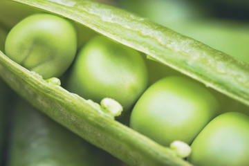 Green pea vegetable. Pea od is opened with seeds extreme closeup as a background. Macro image