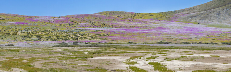 From time to time rain comes to Atacama Desert, when that happens thousands of flowers grow along...