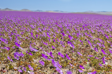 Obraz premium From time to time rain comes to Atacama Desert, when that happens thousands of flowers grow along the desert from seeds that are from hundreds of years ago, amazing the 
