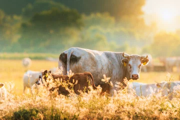 Foto auf Acrylglas Kuh Kälber und Kühe auf der Weide