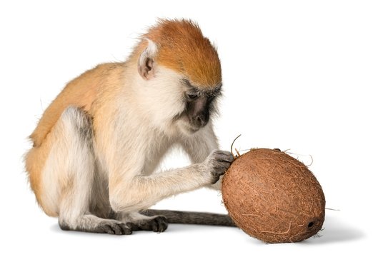 Monkey Trying To Get Into Coconut - Isolated