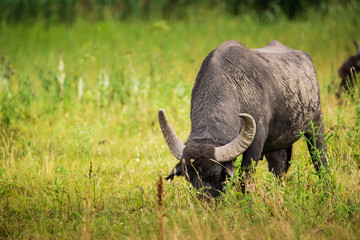 Buffalo on pasture