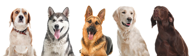Row of different dogs on white background