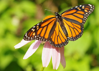 Monarch on Cone Flower