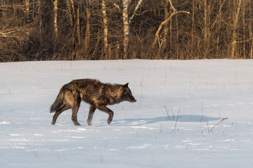 Black Phase Grey Wolf (Canis lupus) Kicks Up Snow in Field