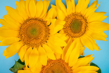 Fototapeta premium Bright big yellow sunflower bouquet on blue background. Flatlay style.