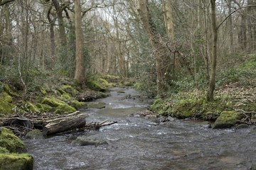 Woodland stream