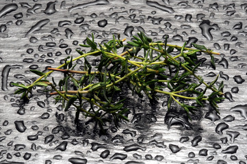 Thymus