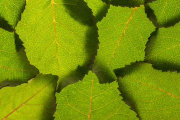 background. green rose leaves
