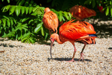 Scarlet Ibis bird in the zoo