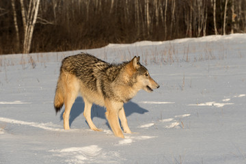 Grey Wolf (Canis lupus) Mouth Open in Field