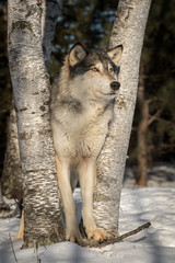 Grey Wolf (Canis lupus) Stands on Stick