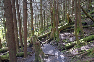 Trail Through Old, High Elevation Forest in North Carolina Mountains