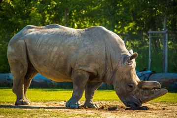 Crédence de cuisine en verre imprimé Rhinocéros Gros rhinocéros au zoo