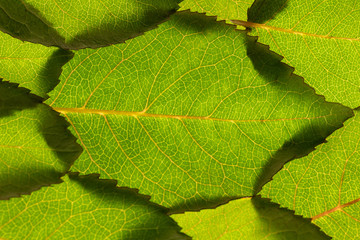 background. green rose leaves