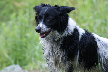 Border Collie Auf Der Lauer
