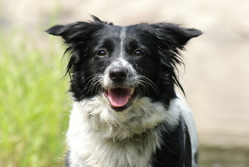 Fröhlicher border Collie