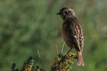 European stonechat Saxicola rubicola