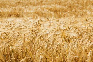 gold barley field background (agriculture, agronomy, industry concept)
