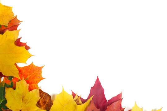 Autumn maple leafs