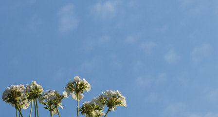 white street flowers on blue sky background