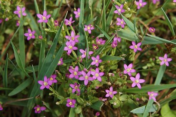 Centaury