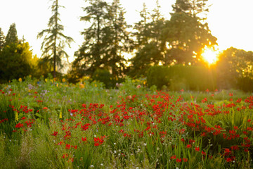 Red Wildflowers at Sunset