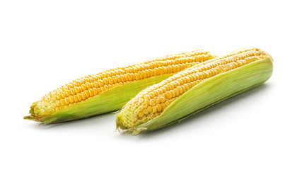 Tasty sweet corn cobs on white background