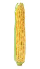 Tasty sweet corn cob on white background