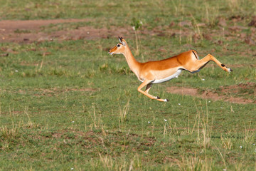 Impala female running and jumping in the Masai Mara Game Reserve in Kenya