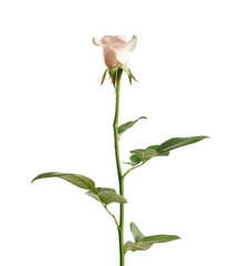 Beautiful rose flower on white background