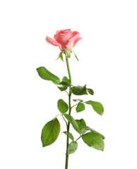 Beautiful rose flower on white background