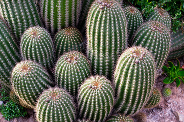 Close-up top-view shot on Golden barrel cactus (Echinocactus grusonii) cluster. Cultivated as an ornamental plant. Cactus landscape. Cultivation of cactus. Cactus field.