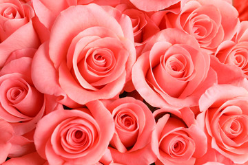 Fototapeta premium Beautiful roses as background