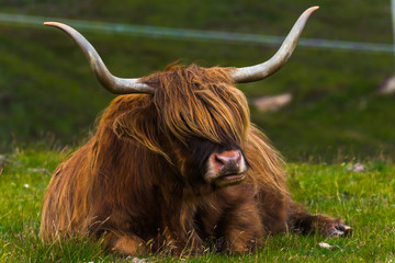 Highland cattle and  Scottish Gaelic