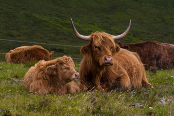 Highland cattle and  Scottish Gaelic
