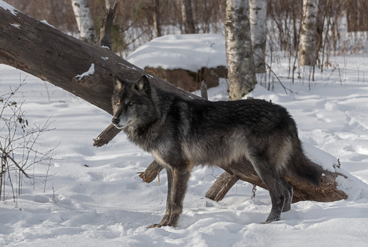 Fototapeta Black Phase Grey Wolf (Canis lupus) Stands in Front of Downed Tree