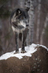 Black Phase Grey Wolf (Canis lupus) Looks Right From Atop Rock