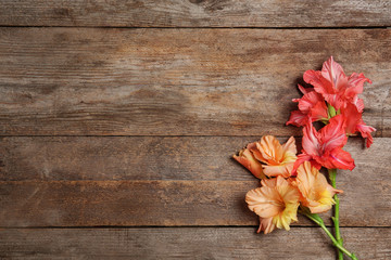 Flat lay composition with beautiful gladiolus flowers on wooden background