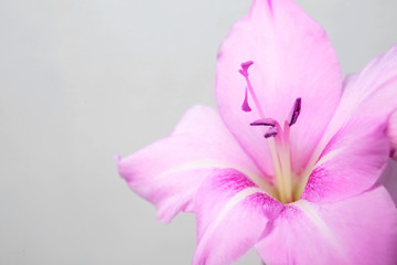 Beautiful gladiolus flower against light background, closeup