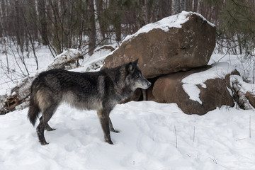 Naklejka premium Black Phase Grey Wolf (Canis lupus) Stands in Front of Rock Den